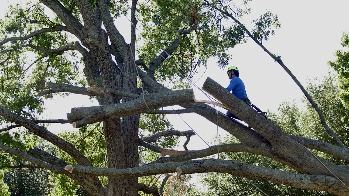 Professional Crown Thinning performed by certified arborists in La Ward