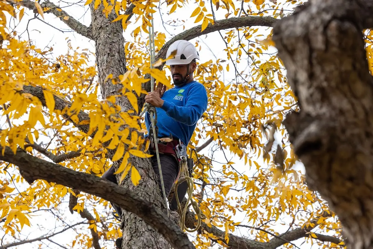 Skilled Dead Tree Removal crew working in La Ward